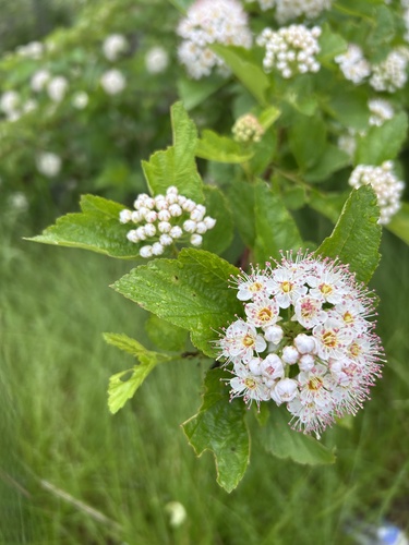 Physocarpus opulifolius