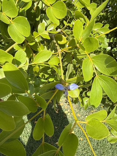 Guaiacum officinale observed 2026-05-12