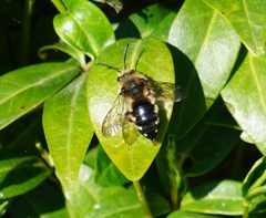 Melecta albifrons