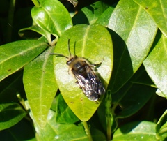 Melecta albifrons
