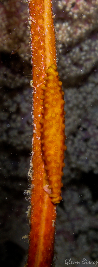 Aclyvolva
