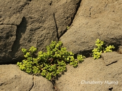 Sedum formosanum