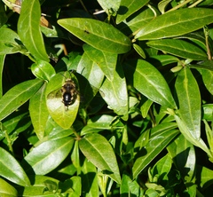 Melecta albifrons