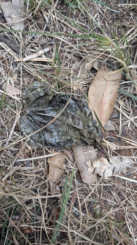 Raucous Toad