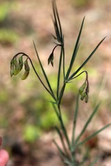 Lathyrus digitatus