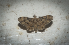 Gymnoscelis lophopus