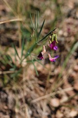 Lathyrus digitatus