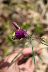 Lathyrus digitatus