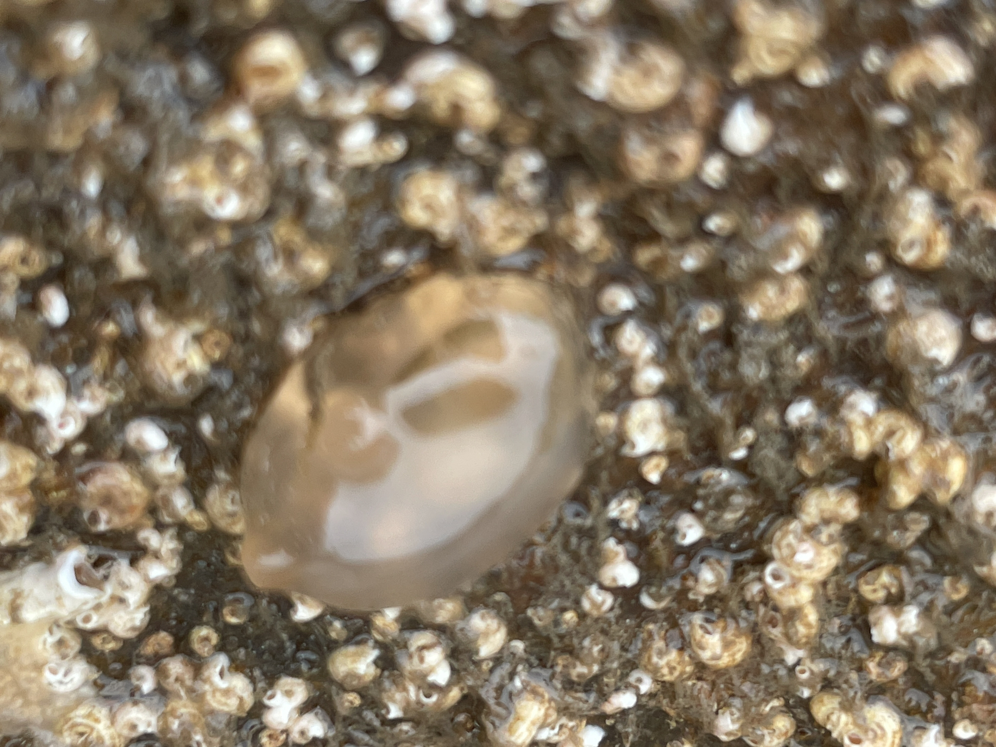 Corella eumyota Traustedt, 1882