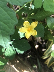 Momordica charantia