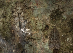 Polylopha epidesma