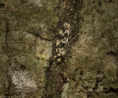 Barea eucapnodes