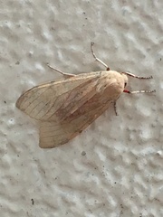 Pseudohemihyalea edwardsii