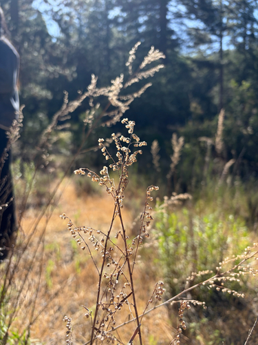 iNaturalist observation photo of wormwoods and sagebrushes