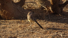 Rhodophoneus cruentus