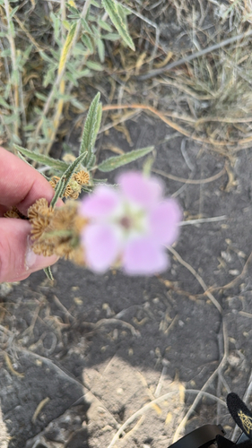 narrowleaf globemallow