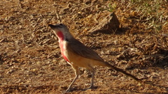 Rhodophoneus cruentus