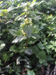 Lamium galeobdolon argentatum