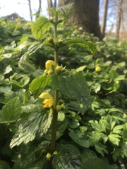 Lamium galeobdolon argentatum