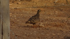 Pterocles lichtensteinii