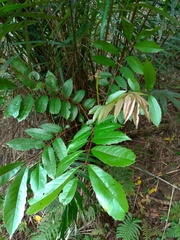 Meliosma rhoifolia