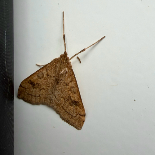 False Celery Leaftier photo 4