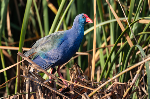 iNaturalist: (c) John Gale, some rights reserved (CC BY-NC), uploaded by John Gale iNaturalist image
