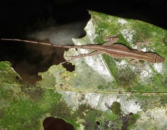 Anolis fuscoauratus