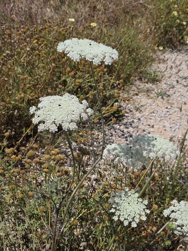 wild carrot