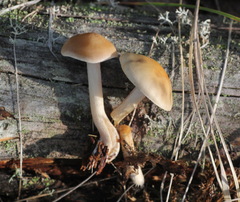 Hebeloma incarnatulum