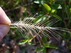 Elymus villosus