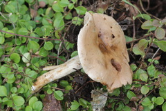 Hebeloma incarnatulum