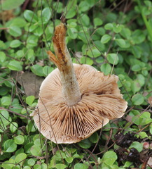 Hebeloma incarnatulum