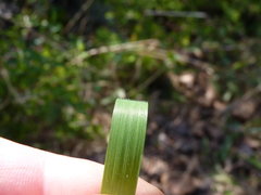 Elymus villosus
