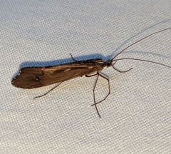 Glyphopsyche irrorata