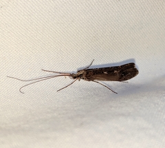 Glyphopsyche irrorata
