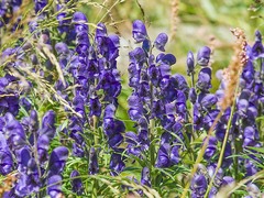 Aconitum burnatii
