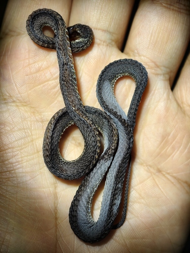 Kuocang Moutain odd-scaled snake