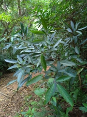 Turpinia ternata
