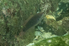 Cirrhilabrus punctatus