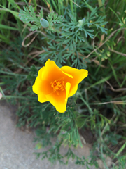 Eschscholzia californica maritima