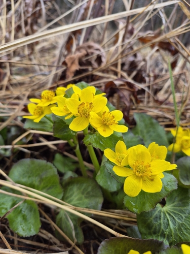 Marsh Marigold