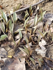 Erythronium albidum