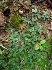 Marchantia emarginata