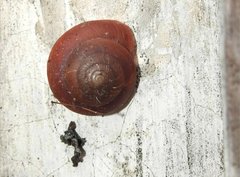 Quantula