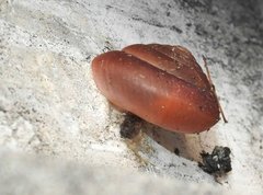 Quantula