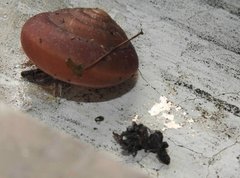 Quantula