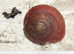 Quantula