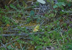 Anthocharis euphenoides