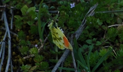 Anthocharis euphenoides